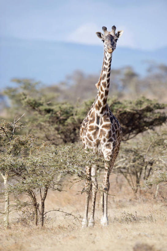无人,站,竖图,室外,白天,长颈鹿,野生动物,非洲,坦桑尼亚,地形,草,树,自然,动物,摄影,肖像,阿鲁沙区,东非,恩戈罗恩戈罗保护区,恩戈罗恩戈罗自然保护区,坦桑尼亚联合共和国,彩图,恩戈罗恩戈罗火山口