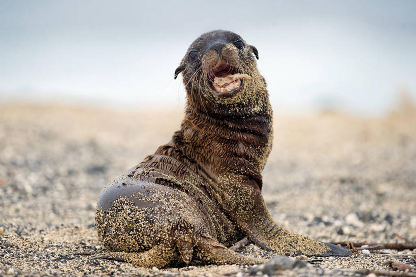 无人,横图,室外,白天,哺乳动物,海豹,海狮,野生动物,厄瓜多尔,所罗门群岛,浮木,沙子,自然,动物,张嘴,可爱,摄影,活泼,肖像,大洋洲,张大嘴巴,小牛,加拉帕戈斯群岛,伊莎贝尔省,海滩,张开嘴,彩图,加拉帕戈斯海狮,圣伊莎贝尔岛