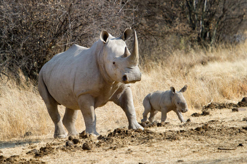 无人,横图,室外,白天,野生动物,南非,草,树,自然,动物,两只,摄影,小牛,白犀牛,濒危物种,犀牛,步行,彩图