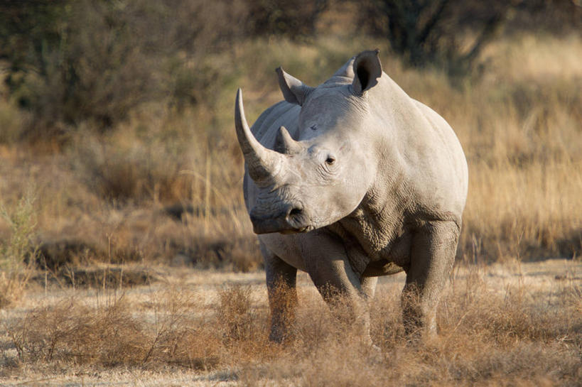 无人,站,横图,室外,野生动物,南非,黎明,草,树,自然,动物,摄影,白犀牛,犀牛,彩图