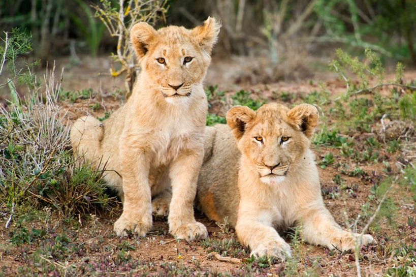 无人,公园,坐,躺,横图,室外,哺乳动物,野生动物,狮子,非洲,南非,草,自然,黄昏,动物,两只,放松,摄影,灌木,国家公园,肖像,凶猛,阿非利加洲,南非共和国,阿多大象国家公园,东开普省,开普省,残暴,凶残,彩图