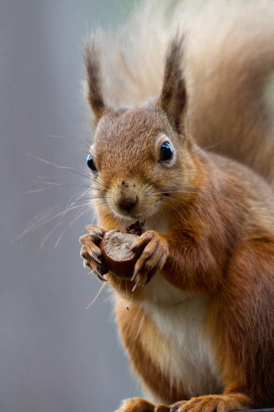 无人,吃,竖图,室外,特写,白天,野生动物,英国,松鼠,摄影,榛子,怀特岛,彩图
