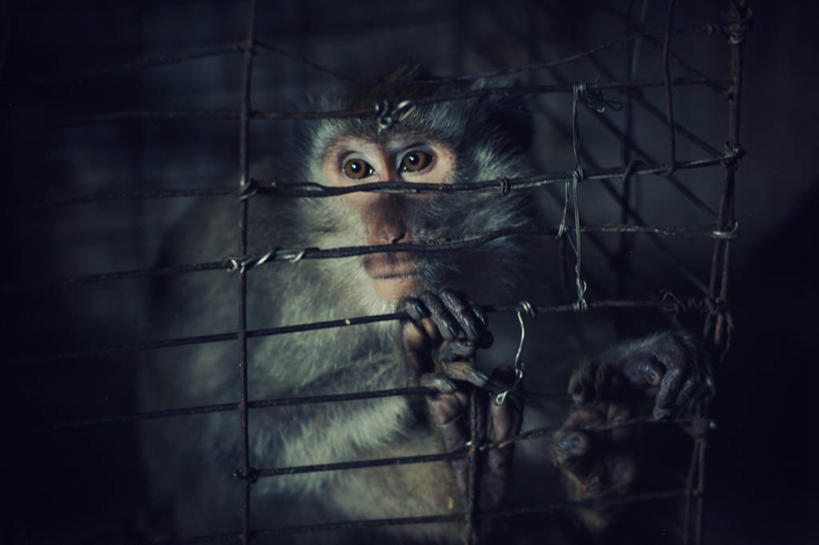 无人,坐,横图,室内,白天,猴子,印度尼西亚,笼子,市场,零售,摄影,猿,彩图