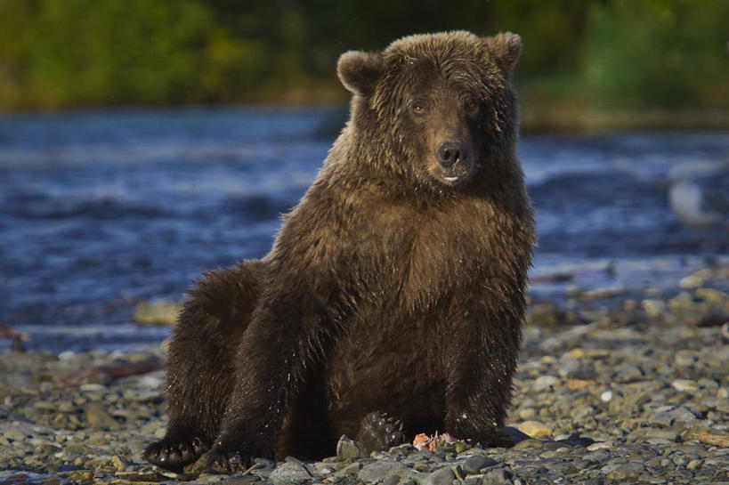 无人,坐,横图,室外,白天,河流,野生动物,熊,美国,摄影,肖像,棕熊,彩图