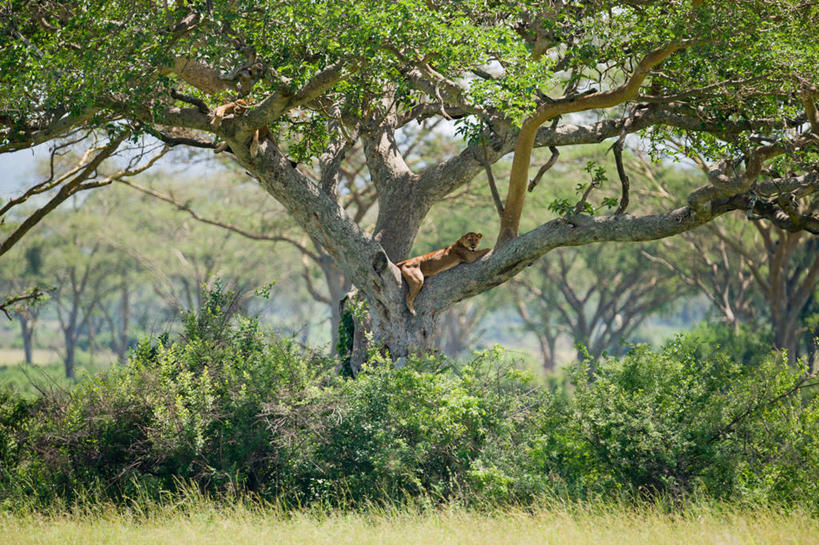 无人,躺,横图,室外,白天,植物,野生动物,狮子,乌干达,雌狮,草,树,自然,动物,两只,休息,放松,摄影,彩图