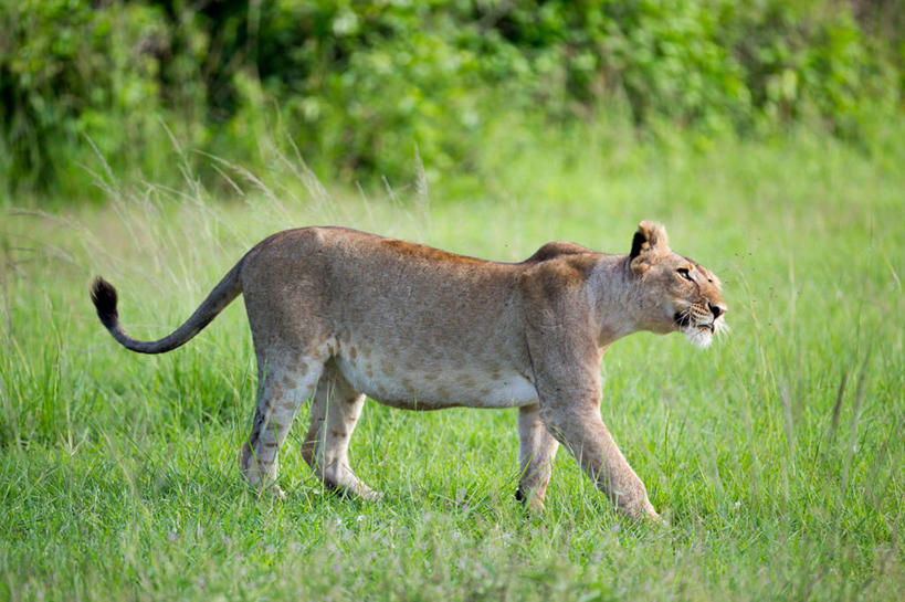 无人,横图,室外,白天,侧面,野生动物,狮子,乌干达,雌狮,草,自然,摄影,摇动,东非,鲁文佐里山国家公园,步行,彩图