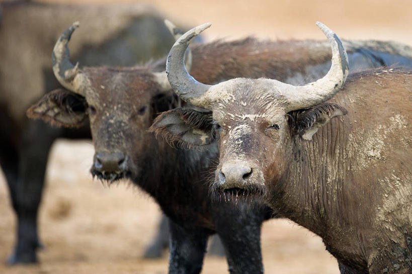 无人,站,横图,室外,白天,野生动物,乌干达,三只,河岸,摄影,泥,东非,鲁文佐里山国家公园,野牛,彩图