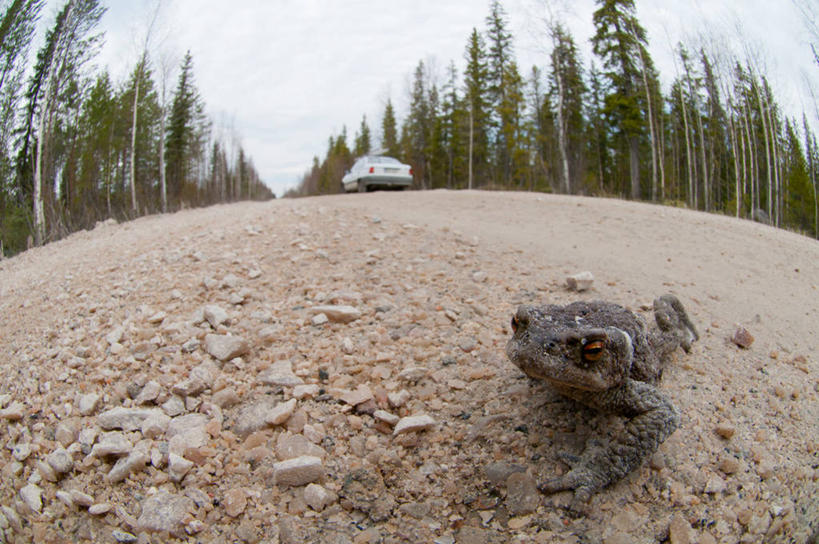 无人,横图,室外,白天,鱼眼镜头,森林,路,汽车,野生动物,云,树,天空,自然,鹅卵石,摄影,彩图