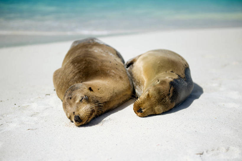 无人,躺,横图,室外,白天,海洋,海狮,野生动物,厄瓜多尔,自然,动物,两只,放松,摄影,濒危物种,海滩,拥抱,彩图,加拉帕戈斯海狮