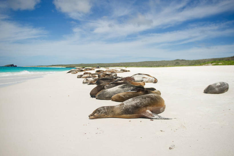 无人,横图,室外,白天,海洋,海狮,野生动物,厄瓜多尔,一排,一群,许多,整齐,云,很多,排列,天空,自然,放松,摄影,队列,濒危物种,海滩,彩图,加拉帕戈斯海狮