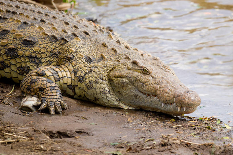 无人,横图,俯视,室外,白天,河流,鳄鱼,野生动物,肯尼亚,河岸,摄影,观看,泥,机敏,彩图,高角度拍摄