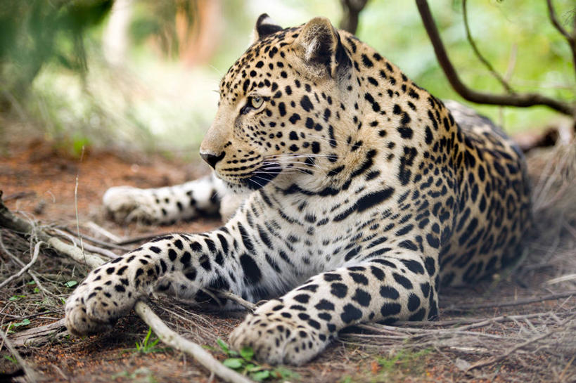 无人,躺,横图,室外,白天,野生动物,南非,自然,摄影,美洲豹,彩图