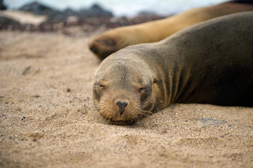 无人,横图,室外,白天,海狮,厄瓜多尔,沙子,动物,两只,放松,摄影,圣克里斯托瓦尔岛,海滩,闭着眼睛,彩图,加拉帕戈斯海狮,小睡