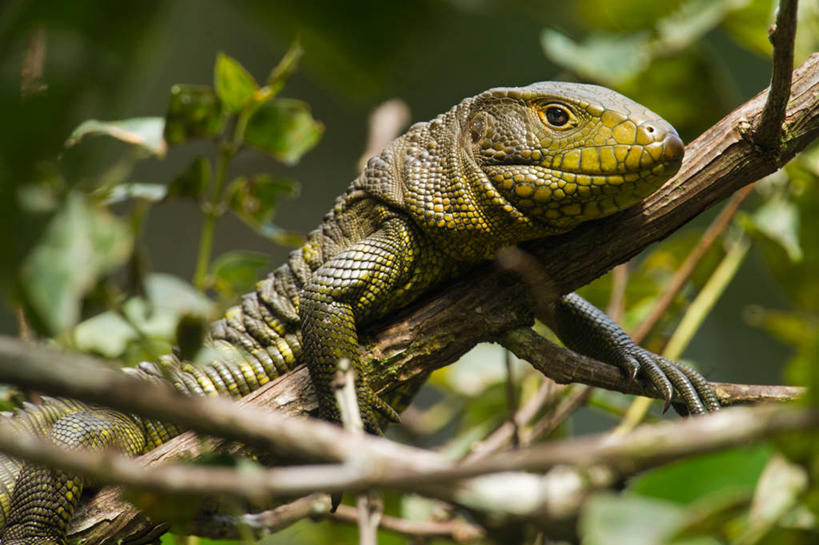 无人,横图,室外,特写,白天,鳄鱼,野生动物,蜥蜴,厄瓜多尔,爬行动物,枝,树,动物,摄影,伪装,凶猛,凯门鳄,残暴,凶残,彩图