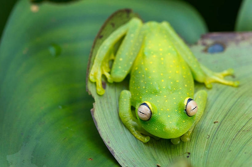 无人,横图,室外,特写,白天,野生动物,叶子,厄瓜多尔,小的,斑点,绿色,自然,摄影,伪装,彩图