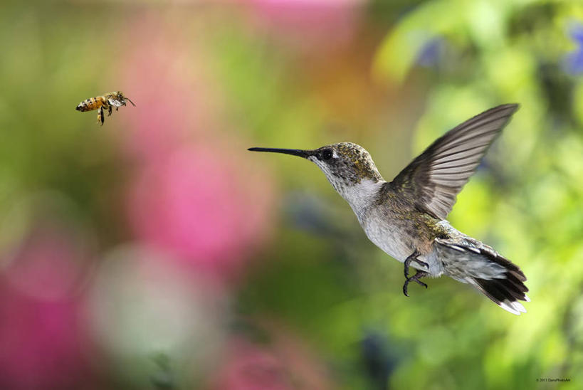无人,横图,室外,特写,白天,蜂鸟,野生动物,蜜蜂,日光,美国,鸟类,半空,飞,盘旋,动物,两只,摄影,拍打,密苏里,彩图