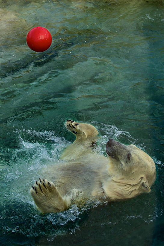 无人,动物园,竖图,俯视,室外,白天,水,北极熊,野生动物,加拿大,湿,溅,半空,球,红色,摄影,多伦多,彩图,高角度拍摄,多伦多动物园