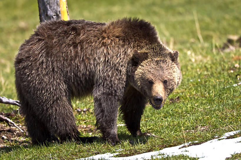 无人,横图,室外,特写,白天,雪,野生动物,熊,美国,草,张嘴,摄影,北美,北美洲,美洲,张大嘴巴,怀俄明,黄石公园,北亚美利加洲,亚美利加洲,张开嘴,棕熊,彩图,美利坚合众国