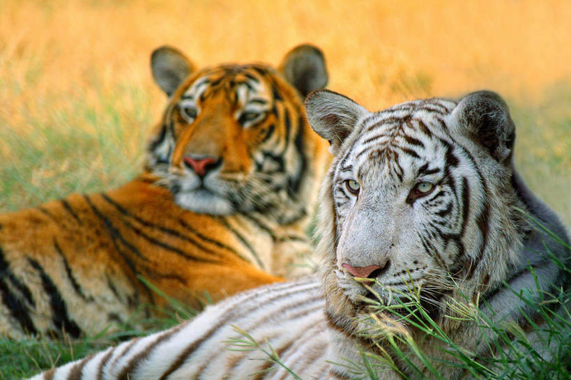 无人,坐,横图,室外,特写,白天,虎,野生动物,巴基斯坦,草,动物,两只,放松,摄影,白虎,彩图