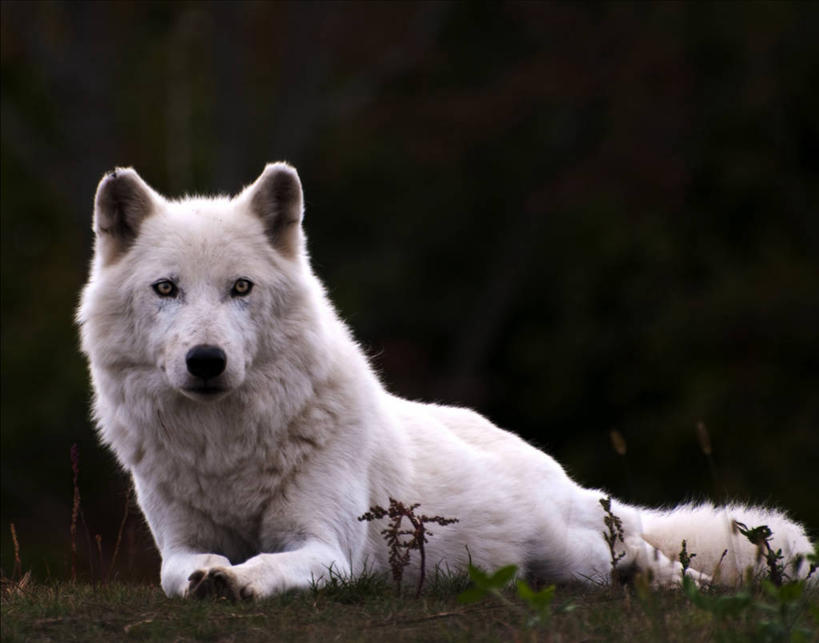 无人,坐,躺,横图,室外,白天,野生动物,加拿大,陆地,摄影,肖像,多伦多,北极狼,彩图