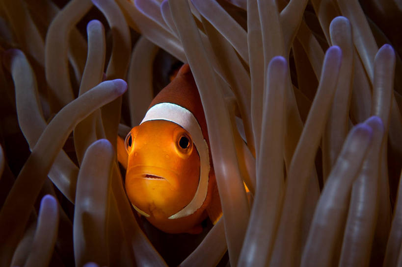 游泳,无人,横图,特写,水下,印度尼西亚,珊瑚,小丑鱼,鱼类,摄影,海葵鱼,西巴布亚省,群岛,彩图