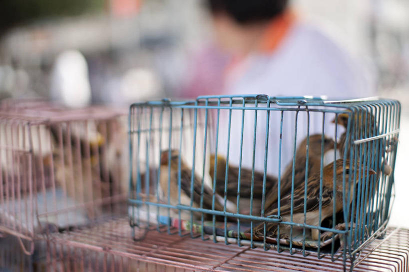 横图,室内,马来西亚,金属,鸟类,鸟笼,粉色,蓝色,摄影,彩图,槟榔屿州