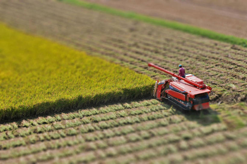 成年人,一个人,横图,俯视,室外,白天,农业,日本,仅一个男性,稻田,田地,自然,运输,摄影,收获,农具,熊本,耕具,移轴摄影,彩图,高角度拍摄,景观设计