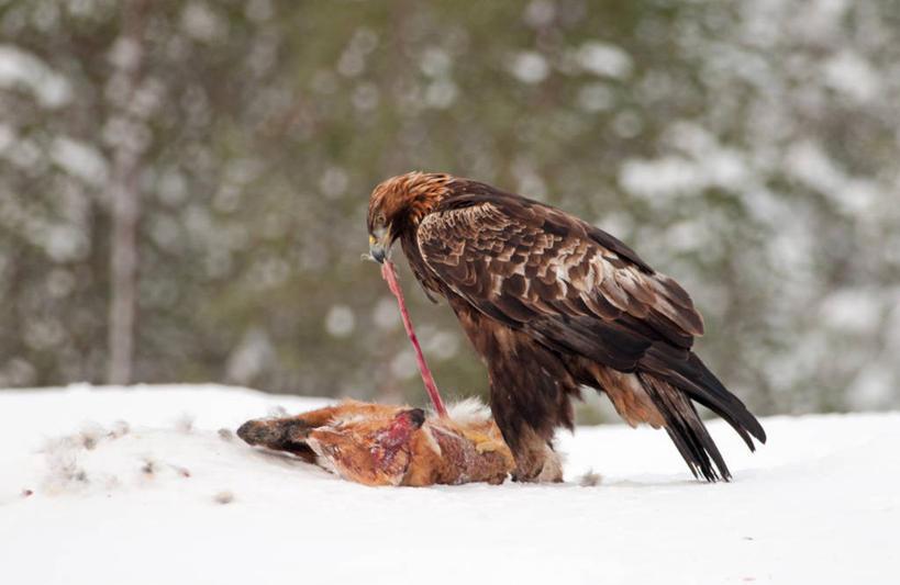 无人,吃,横图,室外,白天,雪,狐狸,野生动物,鸟类,树,动物,两只,摄影,金雕,喂养,彩图