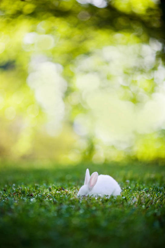 无人,吃,竖图,室外,白天,哺乳动物,野生动物,美国,兔子,草,白色,动物,摄影,兔,家兔,彩图