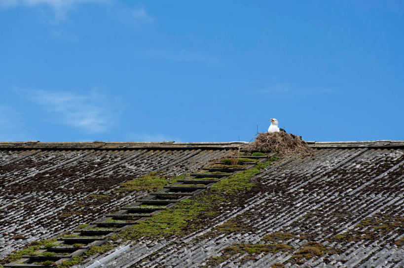 无人,横图,室外,白天,海鸥,野生动物,新西兰,鸟类,鸟巢,梯子,屋顶,苔藓,天空,自然,摄影,保护,达尼丁,彩图