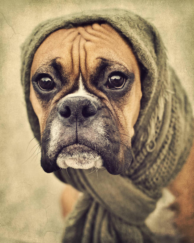 无人,拳击手,竖图,特写,锻炼,比赛,运动,拳击,宠物,狗,美国,包装,小狗,动物,家畜,摄影,部分,肖像,新泽西,体育,拳击家,拳击运动员,彩图,健身