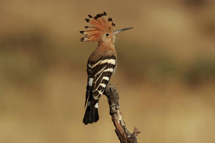 无人,公园,横图,室外,特写,白天,野生动物,西班牙,鸟类,格拉纳达,动物,摄影,戴胜鸟,彩图