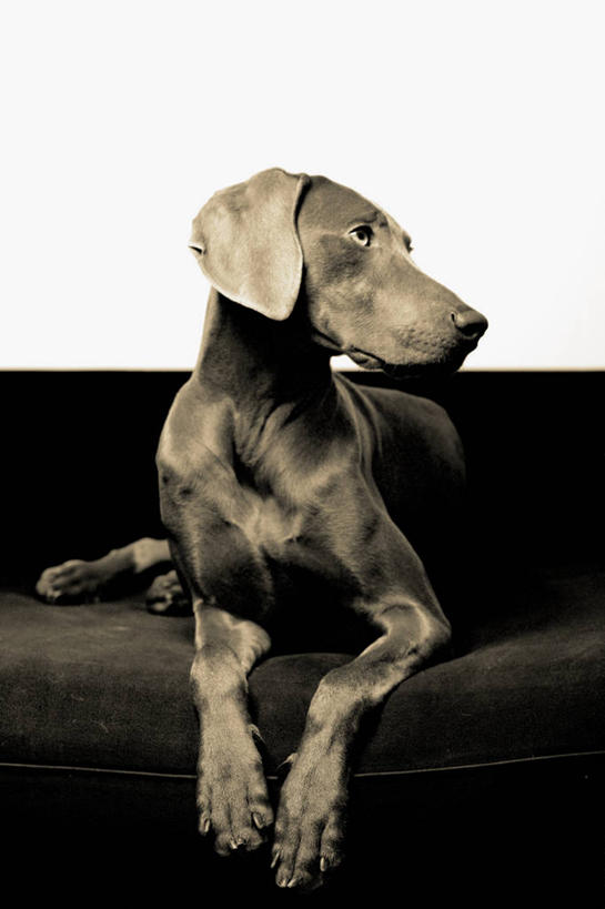 无人,坐,竖图,室内,白天,沙发,宠物,狗,荷兰,首都,动物,向上看,家畜,摄影,起居室,德国魏犬,阿姆斯特丹,彩图