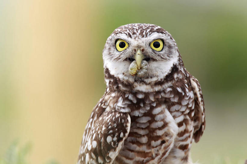 眼睛,眉毛,睫毛,无人,横图,室外,特写,白天,猫头鹰,野生动物,美国,瞳孔,鸟类,昆虫,动物,两只,眼部,摄影,北美,北美洲,叼着,肖像,美洲,佛罗里达,佛罗里达州,佛州,阳光州,北亚美利加洲,亚美利加洲,蠕虫,睫,眉,眼,眼睫毛,眼眉,彩图,美利坚合众国,眼眉毛,穴居猫头鹰