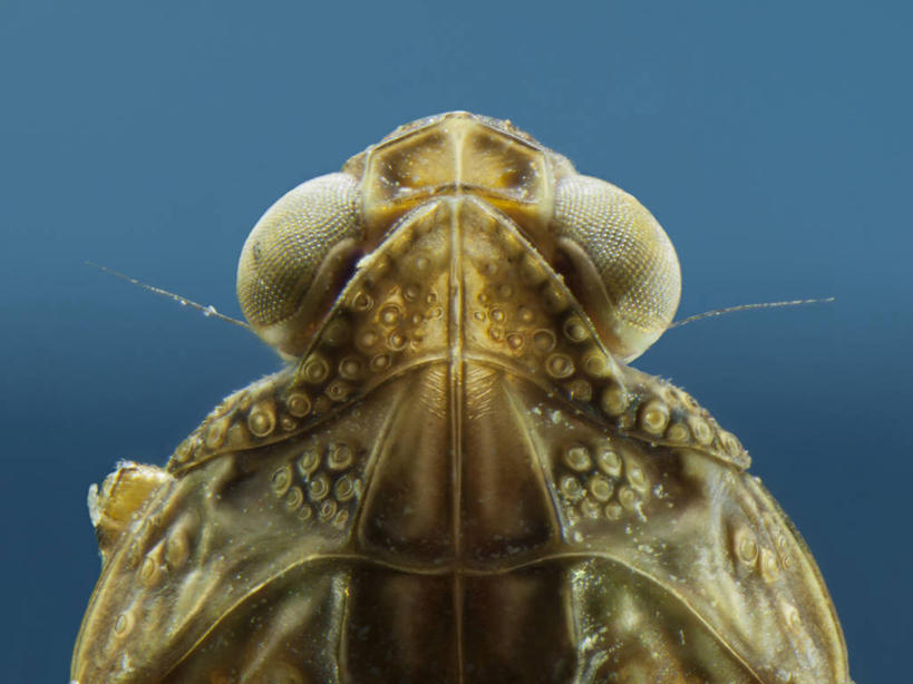 无人,横图,特写,野生动物,西班牙,蓝色背景,对称,昆虫,摄影,比斯开省,彩图,影棚拍摄,半翅目