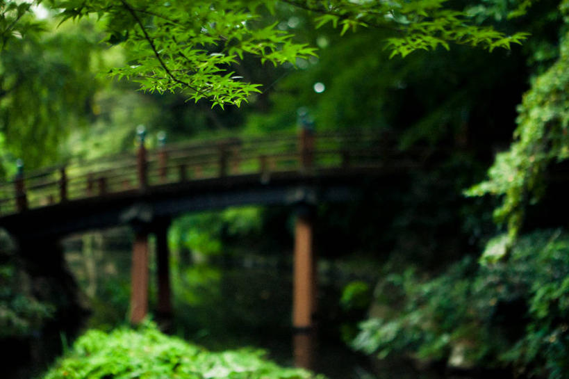 无人,横图,室外,白天,水,静冈县,日本,日本文化,反射,城堡,桥,枫叶,联系,树,自然,摄影,宁静,彩图,滨松