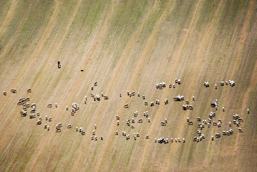 一个人,横图,俯视,航拍,室外,白天,意大利,一群,许多,地形,田地,羊群,很多,自然,摄影,牲畜,鸟瞰,绵羊,彩图,高角度拍摄