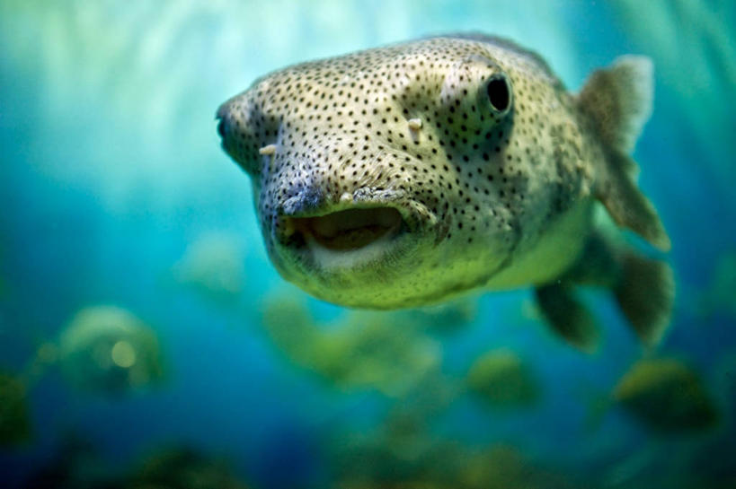 游泳,无人,横图,特写,白天,水下,水,热带鱼,美国,斑点,鱼类,摄影,肖像,彩图