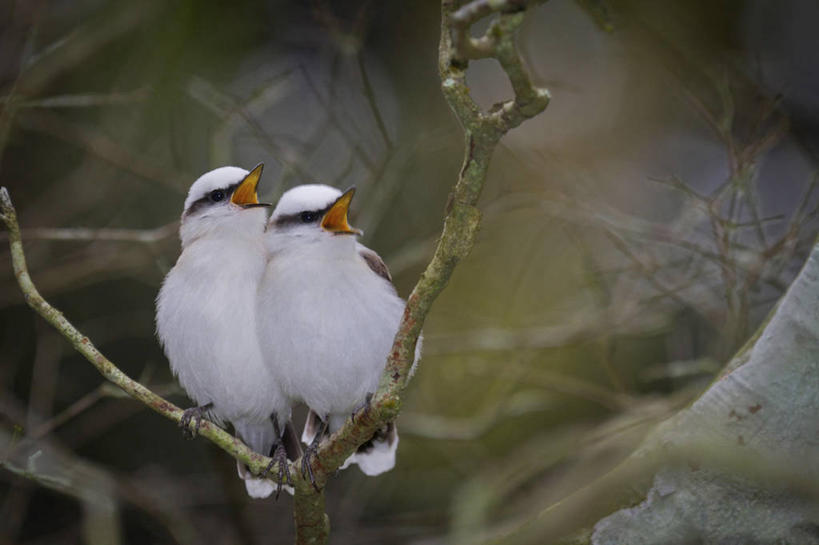 无人,横图,室外,特写,白天,野生动物,巴西,并排,鸟类,枝,动物,张嘴,两只,摄影,栖息,里约热内卢,张大嘴巴,里约热内卢州,张开嘴,彩图