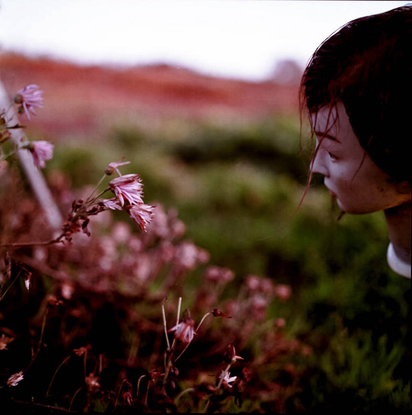 无人,竖图,室外,特写,白天,日本,亚洲,人造模特,田地,花,天空,摄影,部分,脆弱,清新,东亚,本州,本州岛,日本国,中部地方,新潟,新潟县,想法,美术工艺,彩图