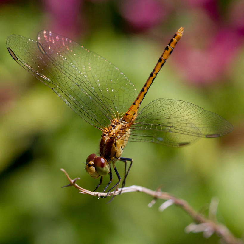 无人,植物园,坐,方图,室外,特写,白天,野生动物,澳大利亚,蜻蜓,昆虫,枝,摄影,新南威尔士,彩图