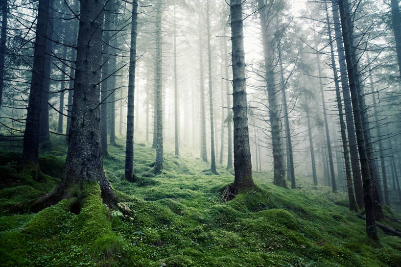 无人,横图,室外,白天,仰视,森林,树林,雾,挪威,天气,树,树干,自然,摄影,生长,宁静,卑尔根,彩图,低角度拍摄