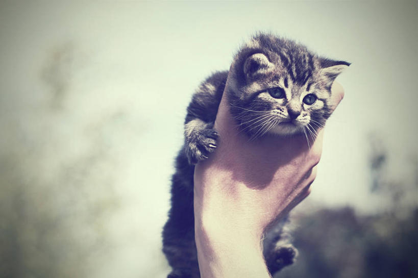 手,一个人,举,横图,室外,特写,白天,宠物,猫,日光,比利时,小猫,拿着,天空,动物,托,家畜,人体,摄影,部分,布鲁日,举起,举手,举着,向上举,向上伸,向上托,彩图