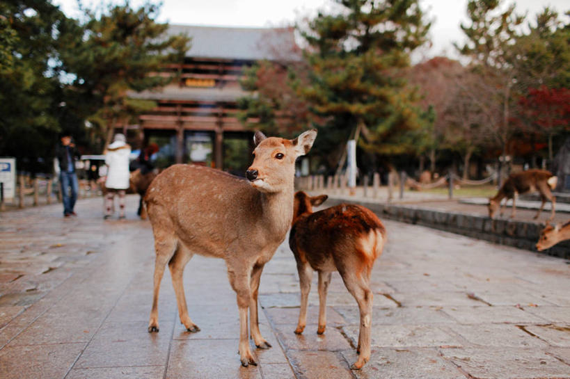 横图,室外,白天,鹿,野生动物,奈良县,日本,树,动物,两只,摄影,奈良公园,彩图