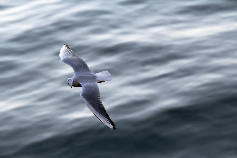 无人,横图,俯视,室外,白天,长时间曝光,海鸥,野生动物,东京,日本,鸟类,关东地区,首都,半空,飞,摄影,死水,彩图,高角度拍摄