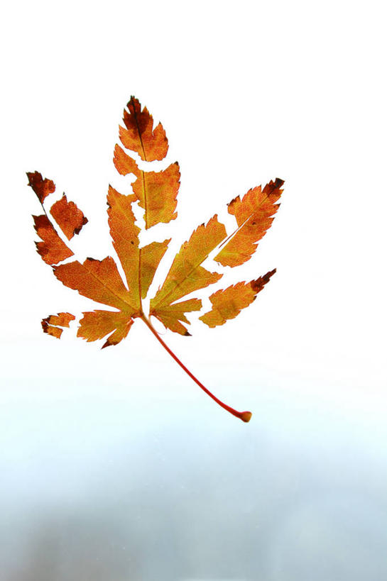 无人,竖图,室外,特写,白天,叶子,美国,堆积,枫叶,半空,飞,一个,橙色,摄影,单个,风化,脆弱,改变,俄勒冈州,南部海滩,风蚀,石化,风蚀地貌,岩石层,岩石,秋天,彩图