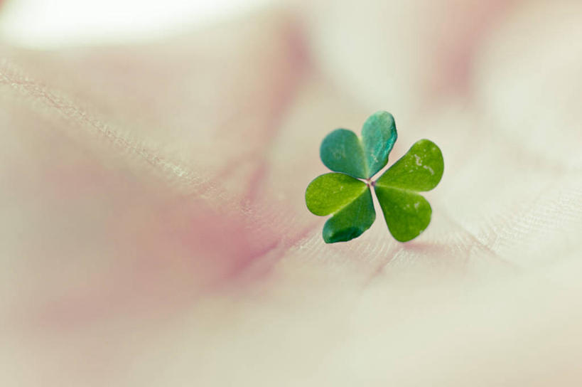 手,手掌,一个人,横图,室外,特写,白天,运气,巴西,小的,三叶草,一个,绿色,人体,摄影,单个,部分,脆弱,彩图,爱尔兰文化