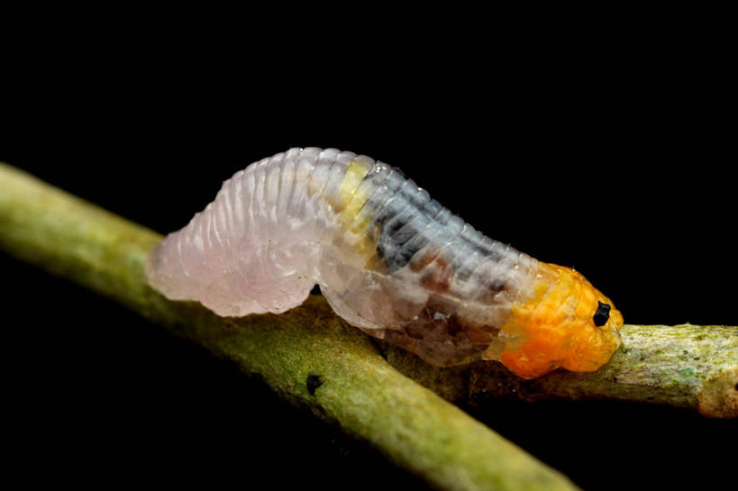 无人,横图,室外,特写,白天,野生动物,巴西,黑色背景,昆虫,茎,自然,爬,南美,摄影,南美洲,拉丁美洲,美洲,幼虫,巴西联邦共和国,亚美利加洲,南亚美利加洲,南大河州,南里奥格兰德州,食蚜蝇,彩图