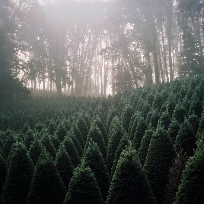 无人,方图,室外,重复,雾,美国,圣诞节,丰富,圣诞树,黎明,树,绿色,自然,摄影,早晨,俄勒冈州,彩图