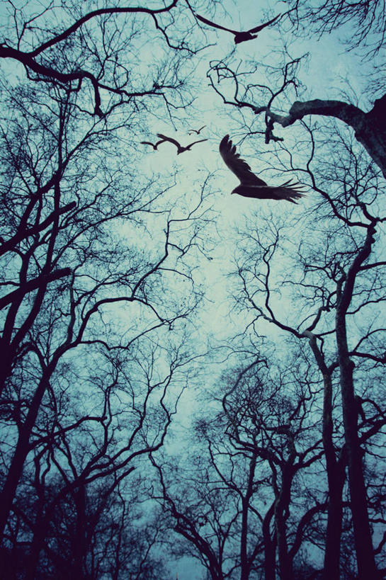 无人,竖图,白天,仰视,野生动物,鸟类,枝,飞,树干,自然,摄影,五只,宁静,树梢,彩图,低角度拍摄